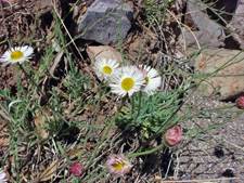 http://www.wnmu.edu/academic/nspages/gilaflora../erigeron_divergens.jpg